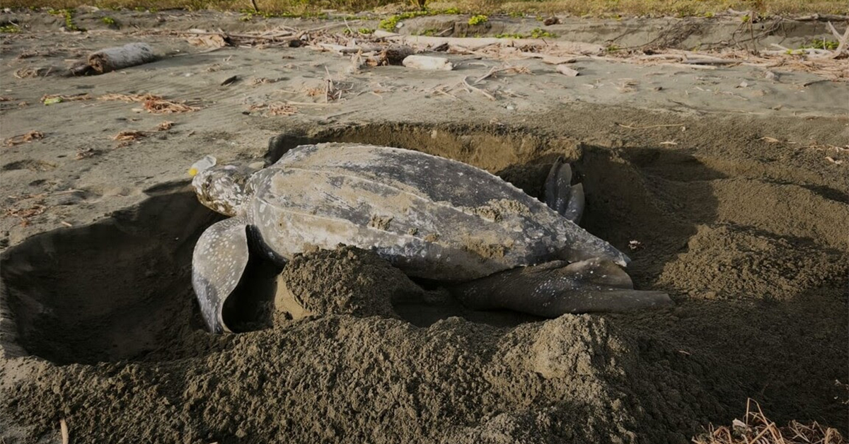 You Can Now Track 10 Endangered Sea Turtles Swimming Across the Caribbean in Real Time — It’s Called the “Tour de Turtles”