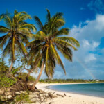 palm trees over the beach in eleuthera