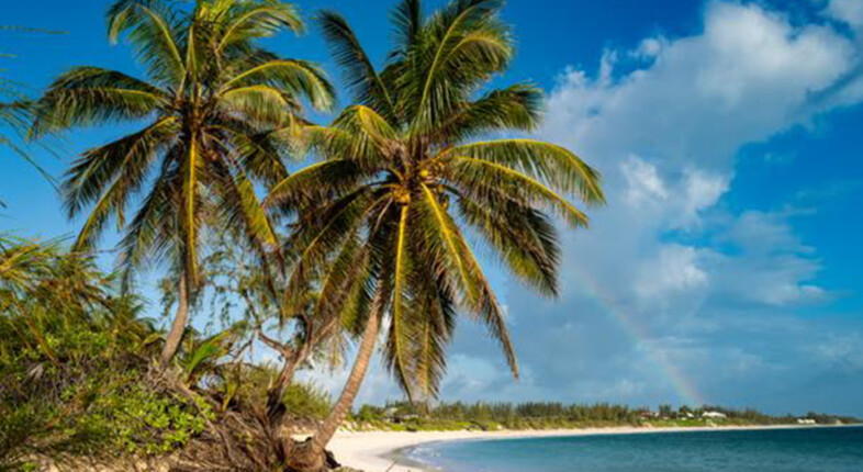 palm trees over the beach in eleuthera
