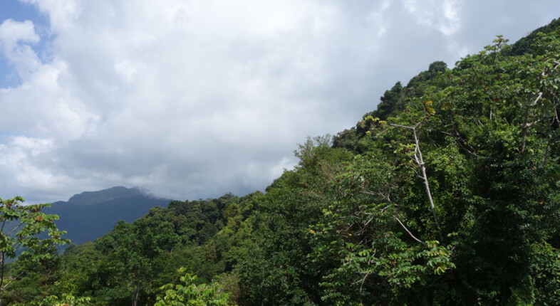 trinidad nature