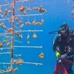antigua coral nursery