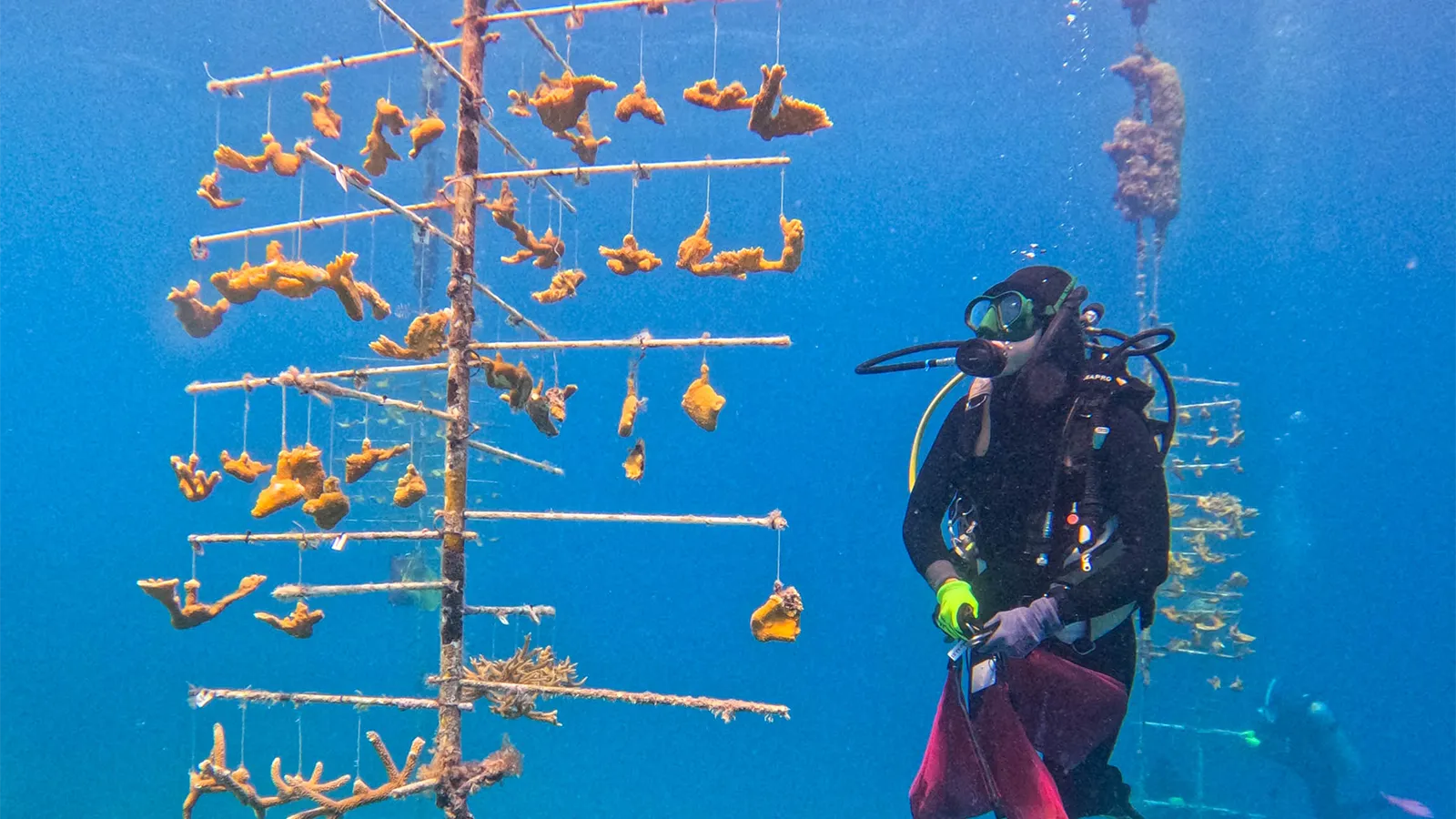 Antigua Just Got 5,800 Newly-Planted Corals in Its Biggest Reef Restoration Year Yet