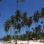 beach in the dominican republic with palm trees