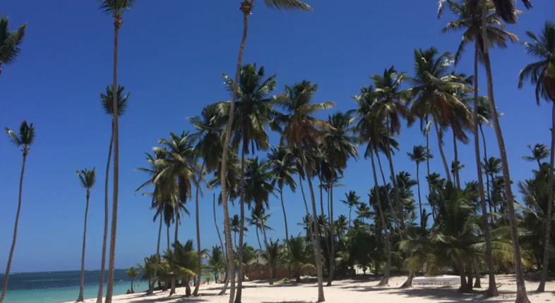 beach in the dominican republic with palm trees