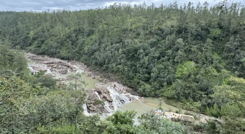 river running through forest