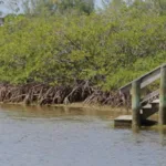 bonefish pond with dock