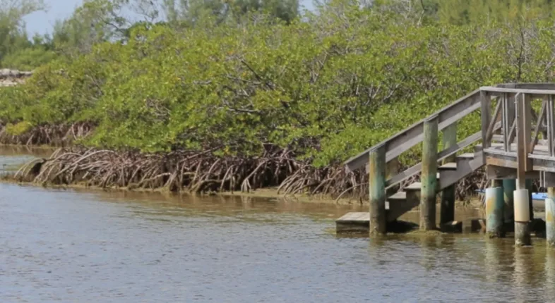 bonefish pond with dock