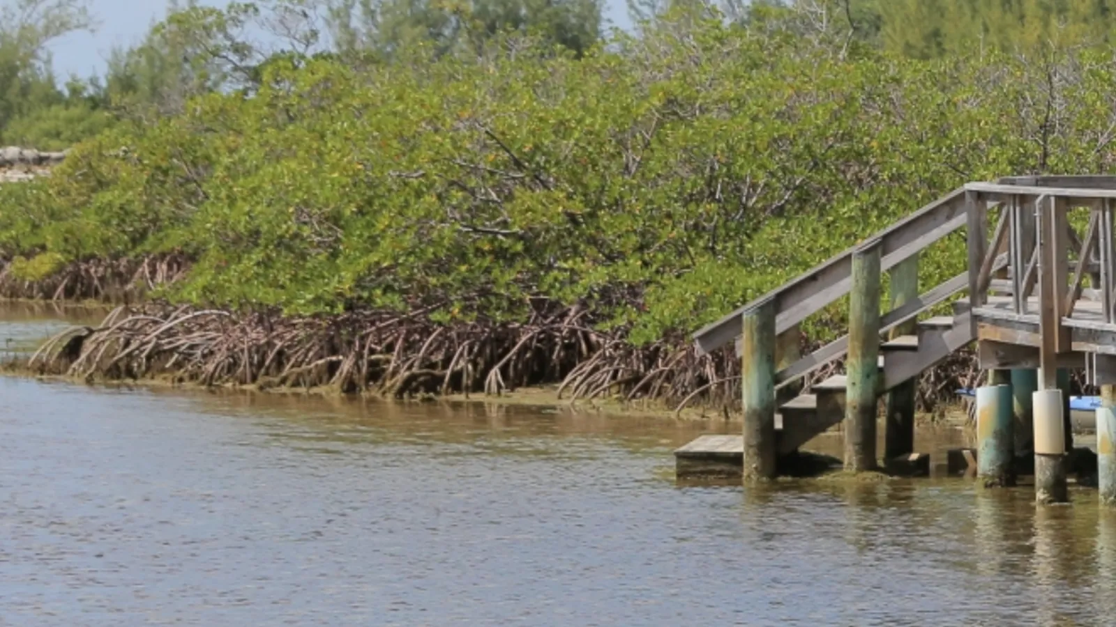 Nassau Has a Secret National Park With Mangrove Boardwalks, Bonefish and 1,235 Acres of Wetlands