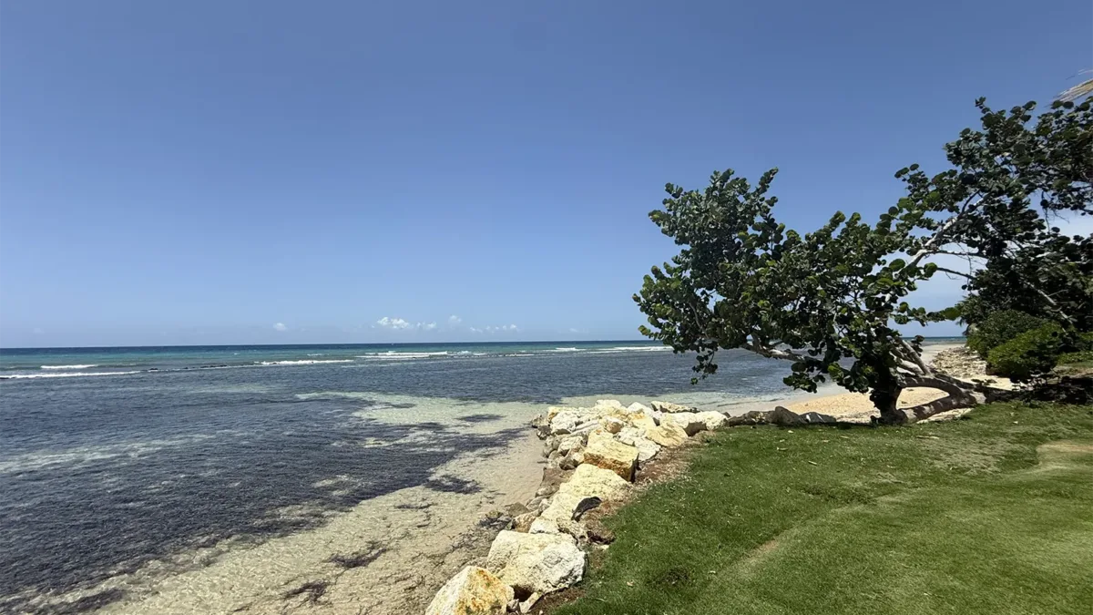 beach in jamaica with grass