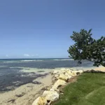 beach in jamaica with grass