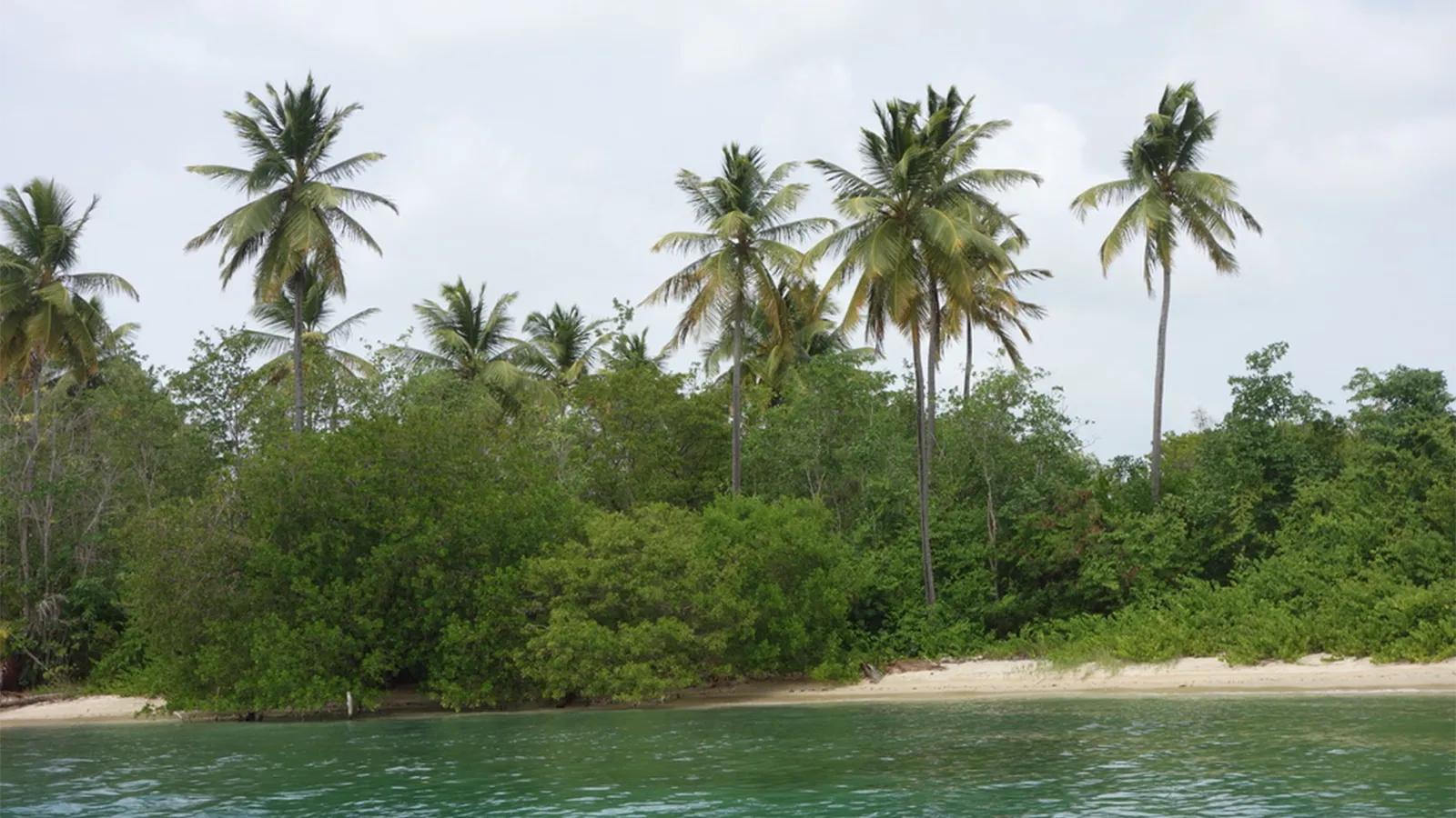 Tobago Has the World’s Oldest Protected Rainforest — and You Can Hike Through It