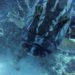 caribbean scuba diving grouper